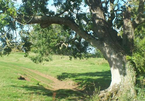 Photo Gallery Image - Woodland at Cadbury Castle